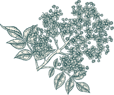 fleur de sureau